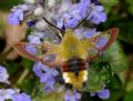 Hemaris fuciformis